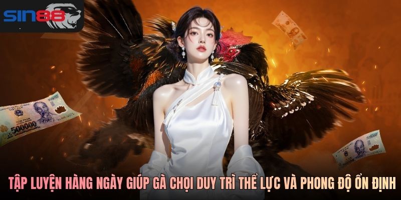 Tập luyện hàng ngày giúp gà chọi duy trì thể lực và phong độ ổn định